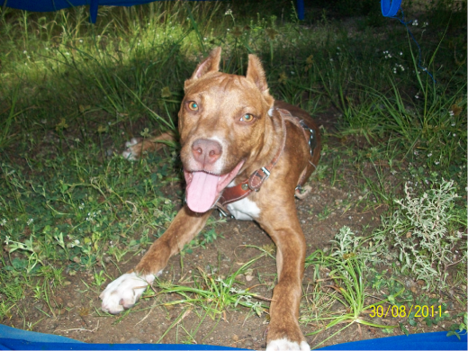 este es mi skipper mi peke segun lo que medijeron es un pitbull y lo quiero un buen es obediente y cariñoso pero a la ves muy protector